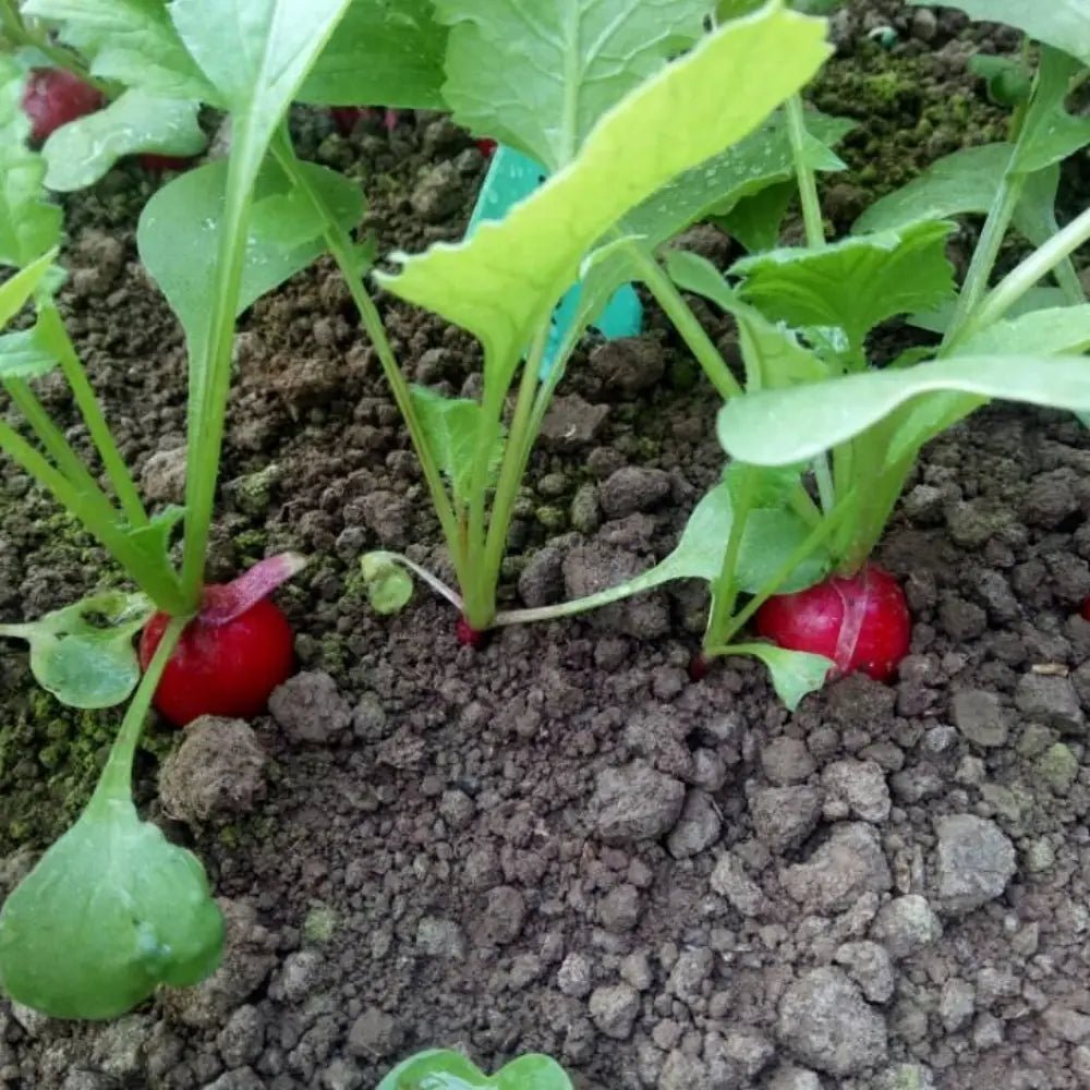 Cherry Radish Seeds - Verdseeds