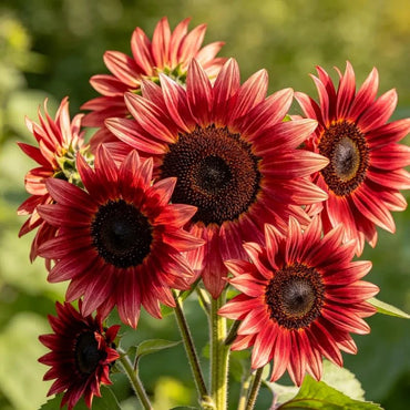 Cherry red brown heart Sunflower Seeds - Verdseeds
