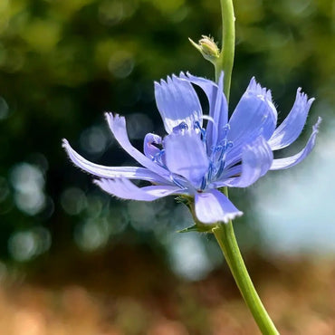 Chicory Seeds - Verdseeds
