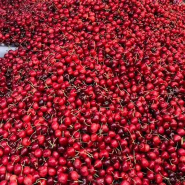 Chilean Sweet Cherry Seeds - Verdseeds