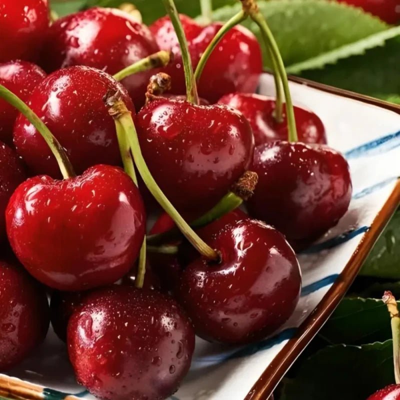 Chilean Sweet Cherry Seeds - Verdseeds