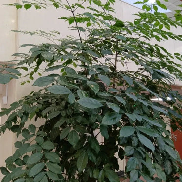 China Doll Tree Seeds - Verdseeds