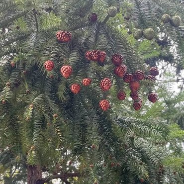 China Fir Seeds - Verdseeds