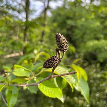 Chinese Alder Seeds - Verdseeds