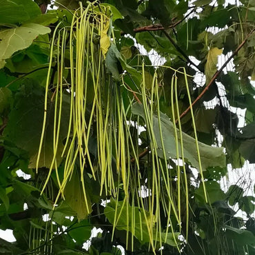 Chinese Catalpa Seeds - Verdseeds