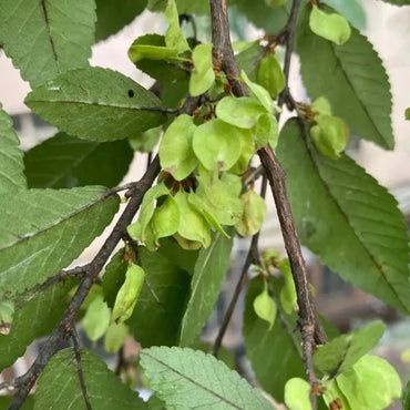Chinese Elm Seeds - Verdseeds