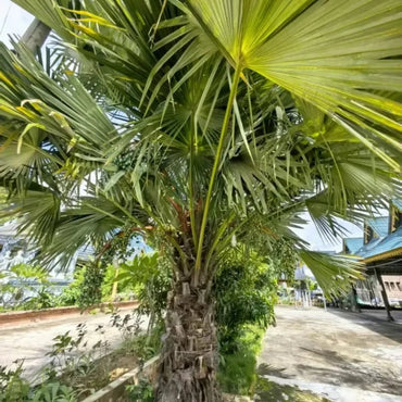 Chinese Fan Palm Seeds - Verdseeds