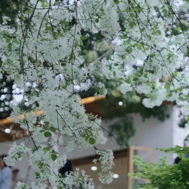 Chinese Fringetree Seeds - Verdseeds