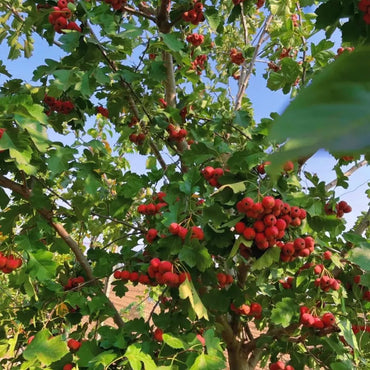 Chinese Hawthorn Seeds - Verdseeds