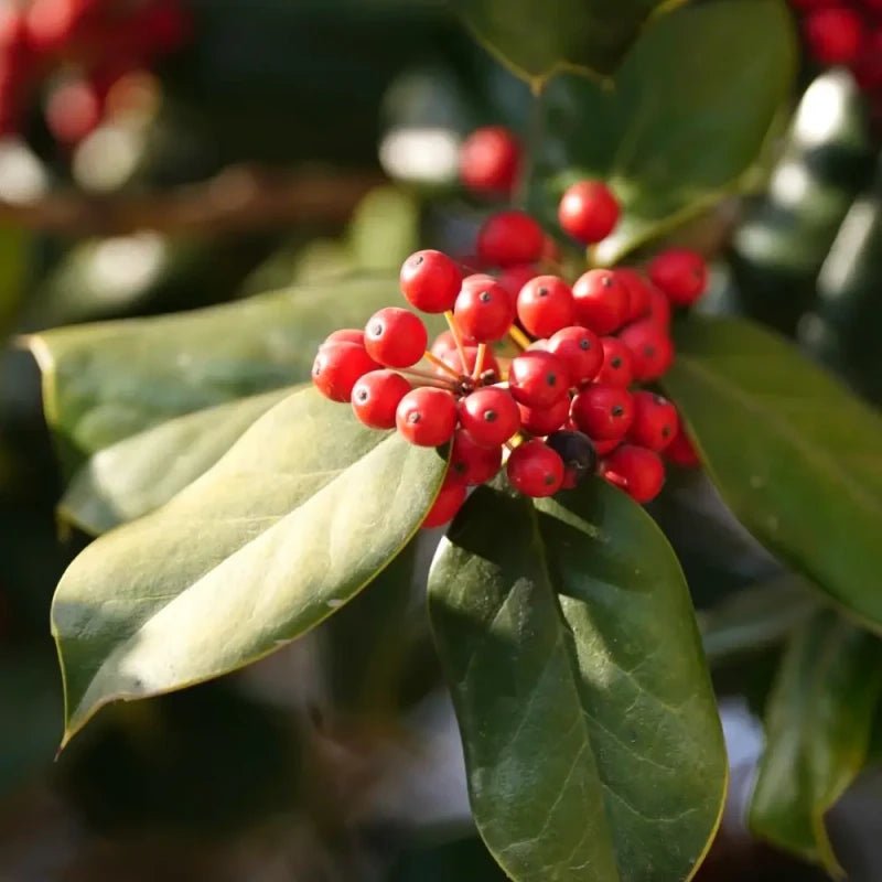 Chinese Holly Seeds - Verdseeds