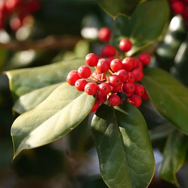 Chinese Holly Seeds - Verdseeds