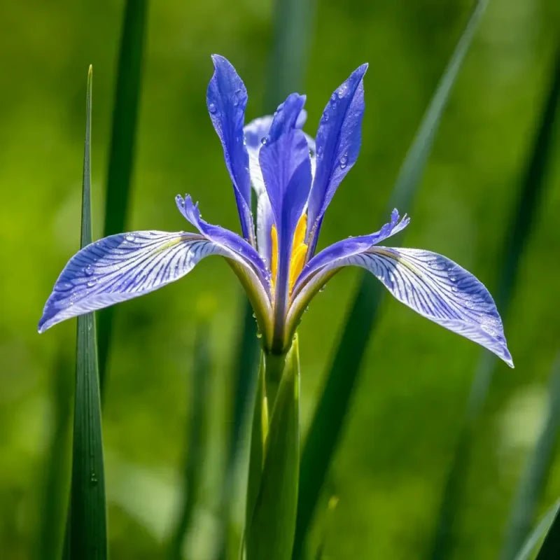 Chinese Iris Seeds - Verdseeds