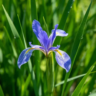 Chinese Iris Seeds - Verdseeds
