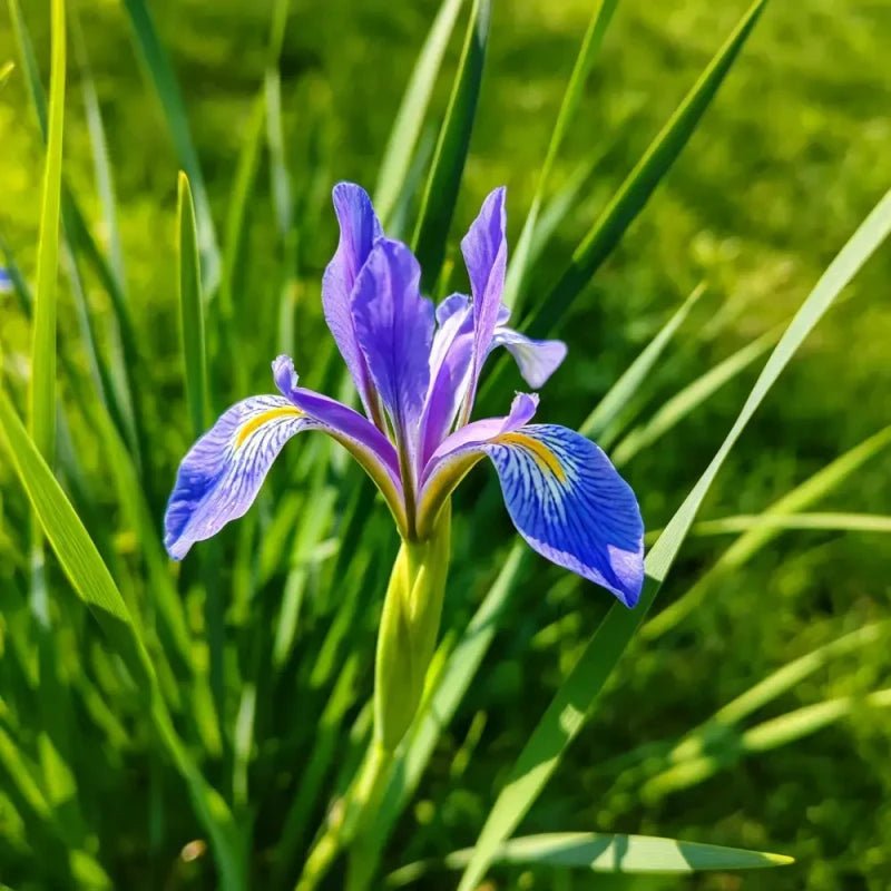 Chinese Iris Seeds - Verdseeds