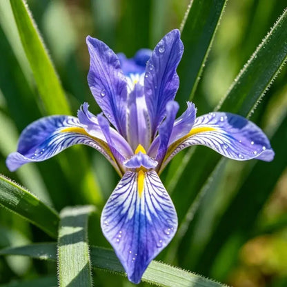 Chinese Iris Seeds - Verdseeds