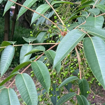 Chinese Lacquer Tree Seeds - Verdseeds
