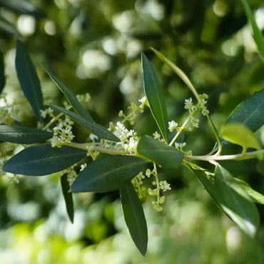 Chinese Olive Seeds - Verdseeds