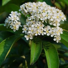 Chinese Photinia Seeds - Verdseeds