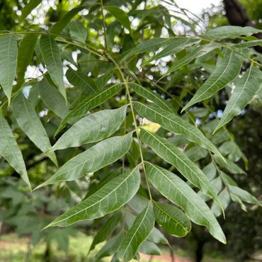 Chinese Pistache Seeds - Verdseeds
