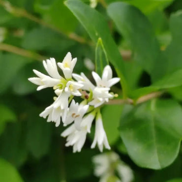 Chinese Privet Seeds - Verdseeds
