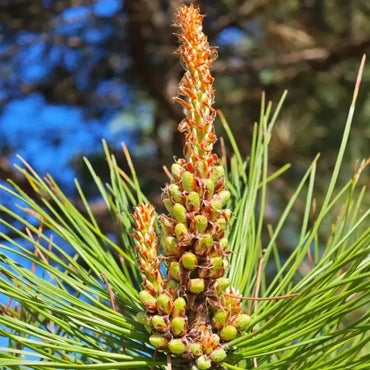 Chinese Red Pine Seeds - Verdseeds