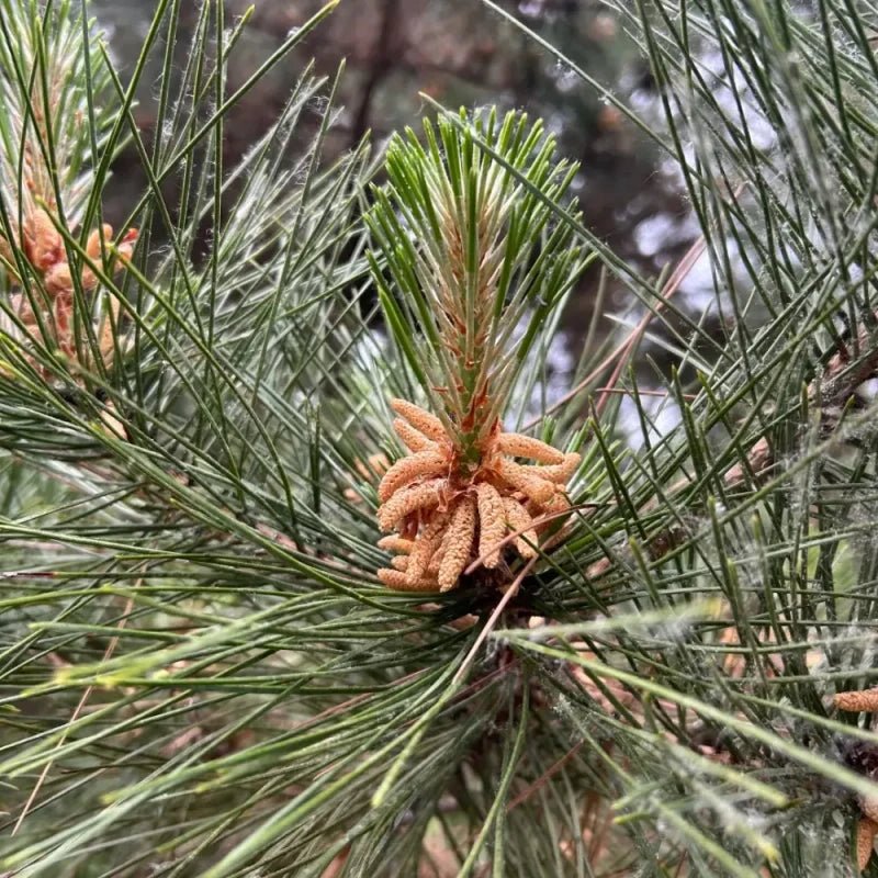 Chinese Red Pine Seeds - Verdseeds