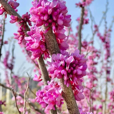 Chinese Redbud Seeds - Verdseeds