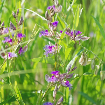 Chinese Senegas