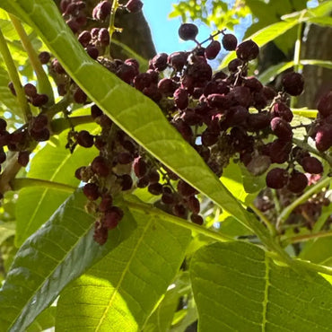 Chinese Sumac Seeds - Verdseeds