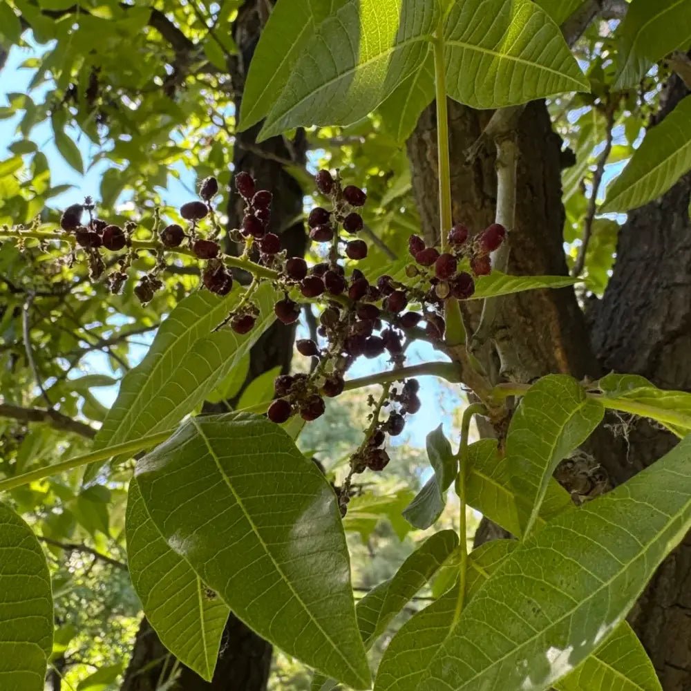 Chinese Sumac Seeds - Verdseeds