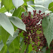 Chinese Sumac Seeds - Verdseeds