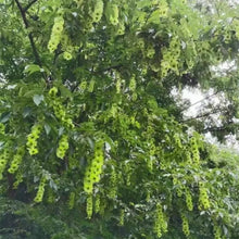 Chinese Sweet Tea Tree Seeds - Verdseeds