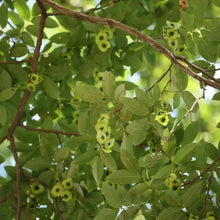 Chinese Sweet Tea Tree Seeds - Verdseeds