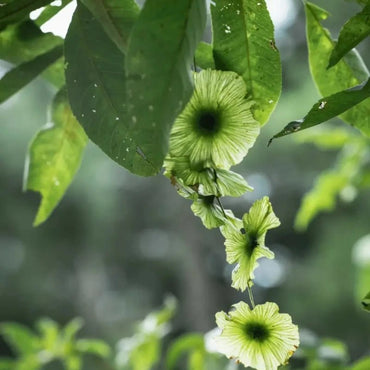 Chinese Sweet Tea Tree Seeds - Verdseeds