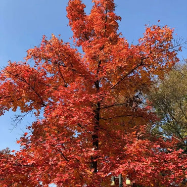 Chinese Sweetgum Seeds - Verdseeds