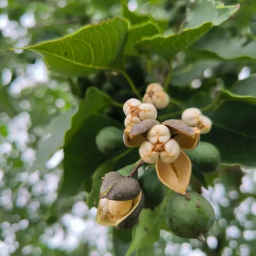 Chinese Tallow Tree Seeds - Verdseeds