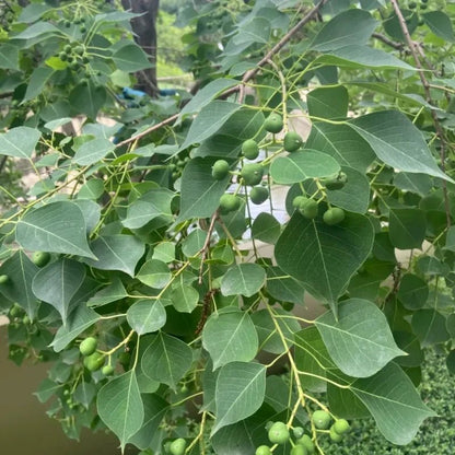 Chinese Tallow Tree Seeds - Verdseeds