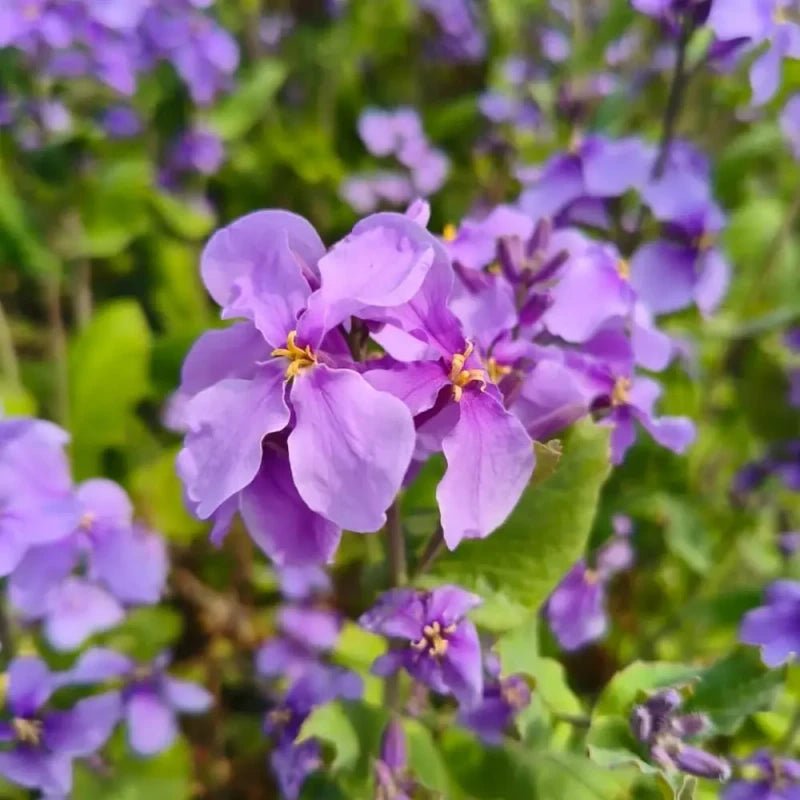 Chinese violet cress - Verdseeds
