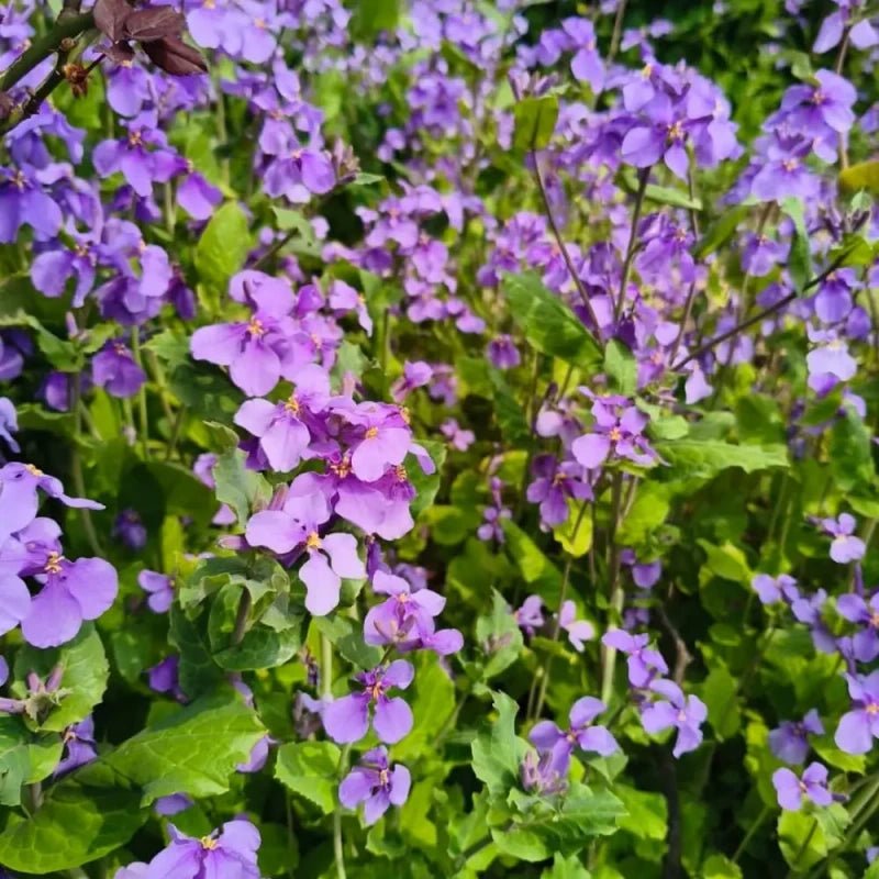 Chinese violet cress - Verdseeds