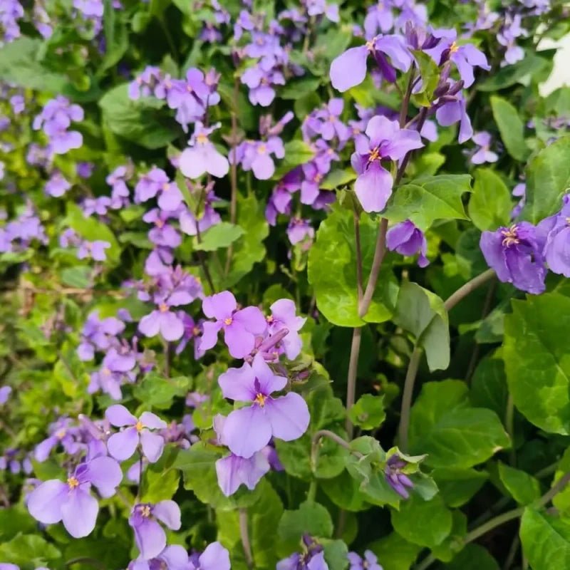Chinese violet cress - Verdseeds