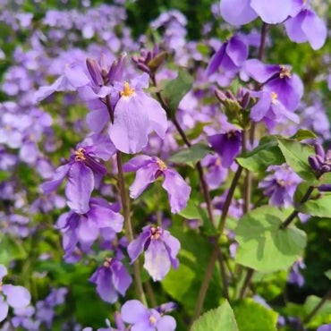 Chinese violet cress - Verdseeds