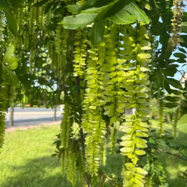 Chinese Wingnut Seeds - Verdseeds