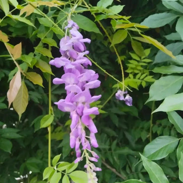 Chinese Wisteria Seeds - Verdseeds