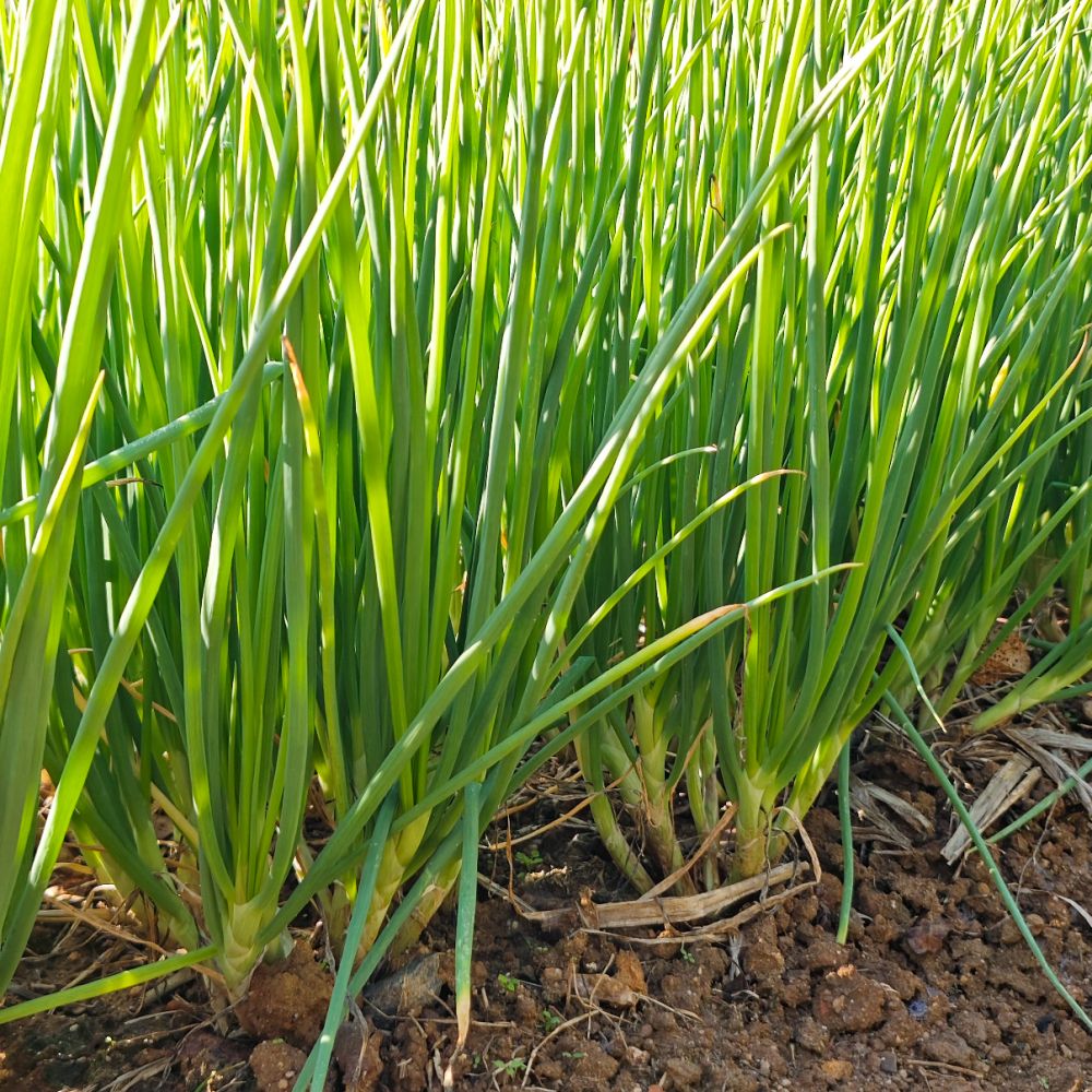 Chives Seeds - Verdseeds