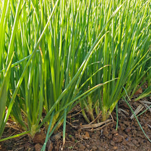 Chives Seeds - Verdseeds