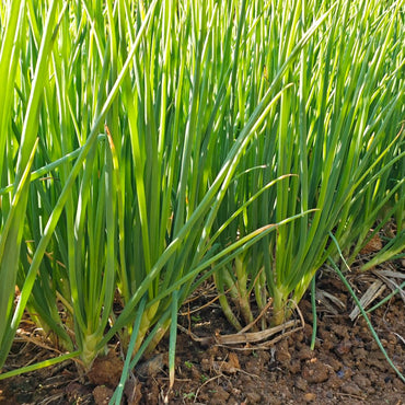 Chives Seeds - Verdseeds