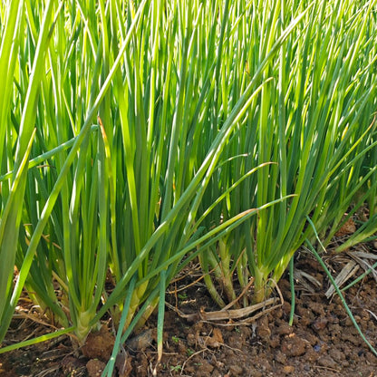 Chives Seeds - Verdseeds