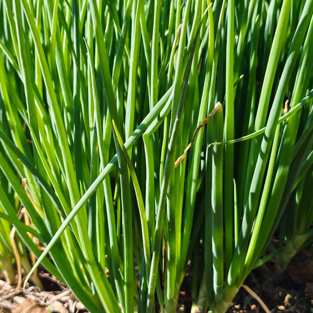 Chives Seeds - Verdseeds