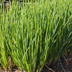 Chives Seeds - Verdseeds