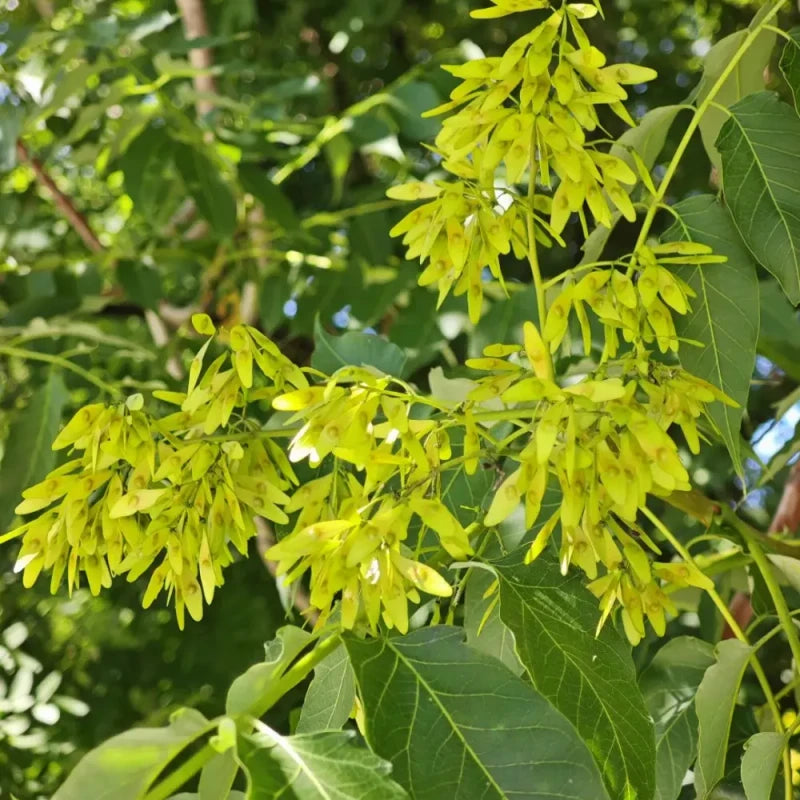 Tree of Heaven Seeds